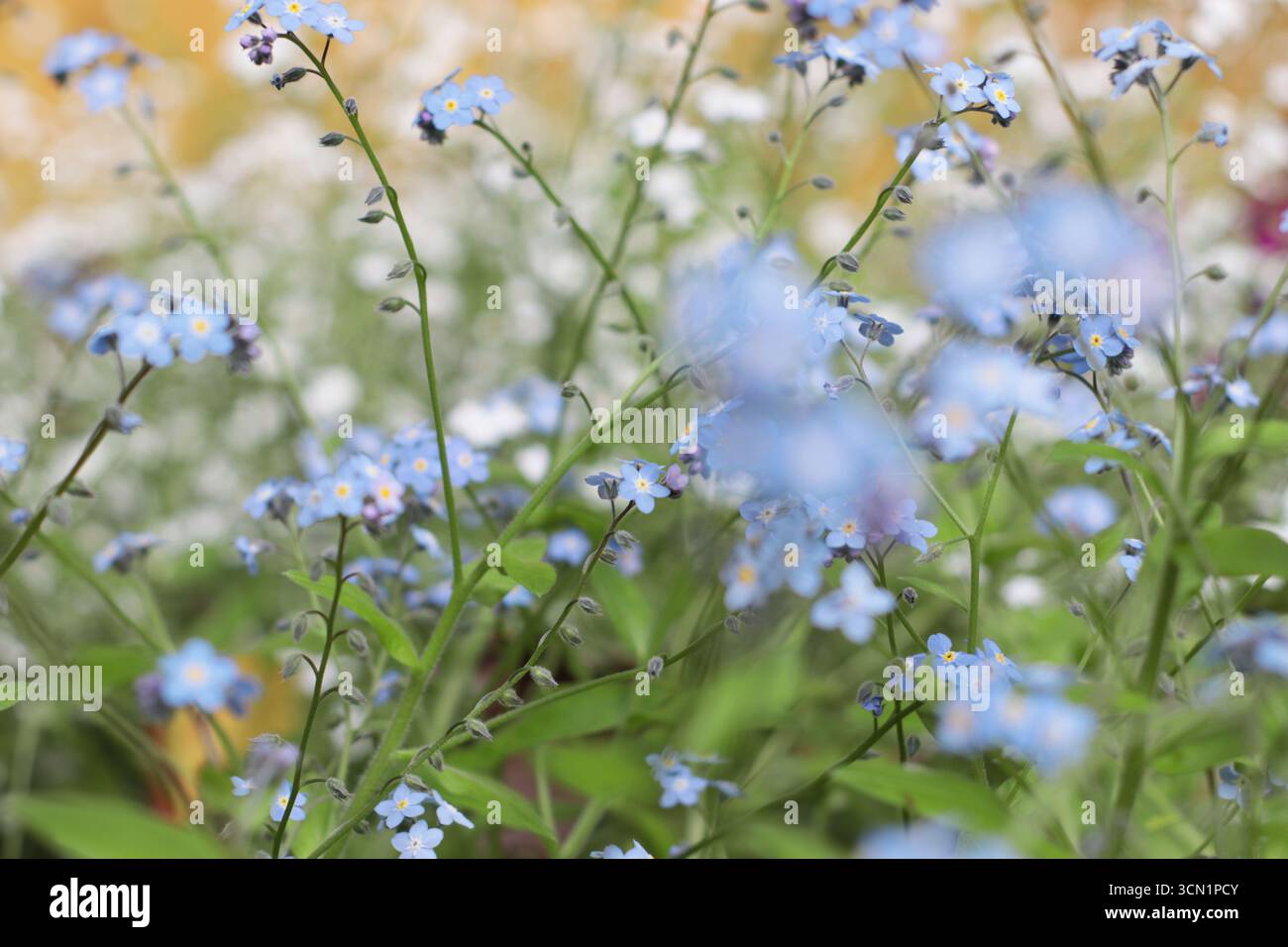 Blu delicato dimentica me non fiori con steli verdi catturati con una messa a fuoco morbida. La delicata fioritura della molla irradia tenerezza e luce. Perfetto per cartoline, Foto Stock