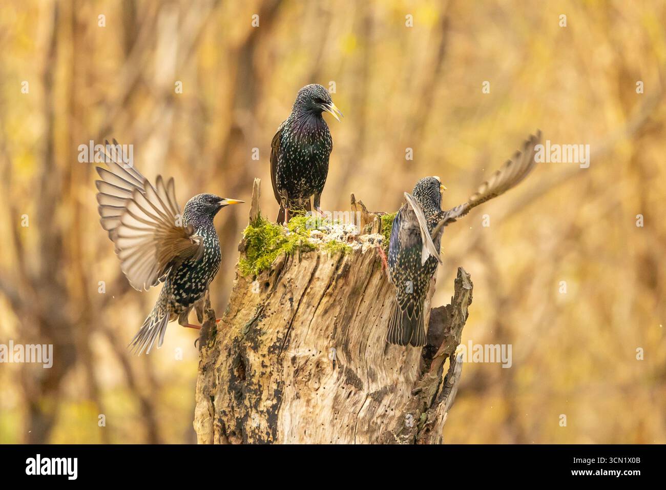 Conflitto tra uccelli nella primavera del 2025 Foto Stock