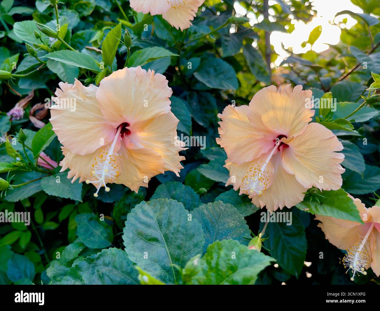 Splendida foto ravvicinata di fiori di pesca ibisco (Hibiscus rosa-sinensis) con petali arricciati e centri rossi. Perfetto per floreali e botanici Foto Stock