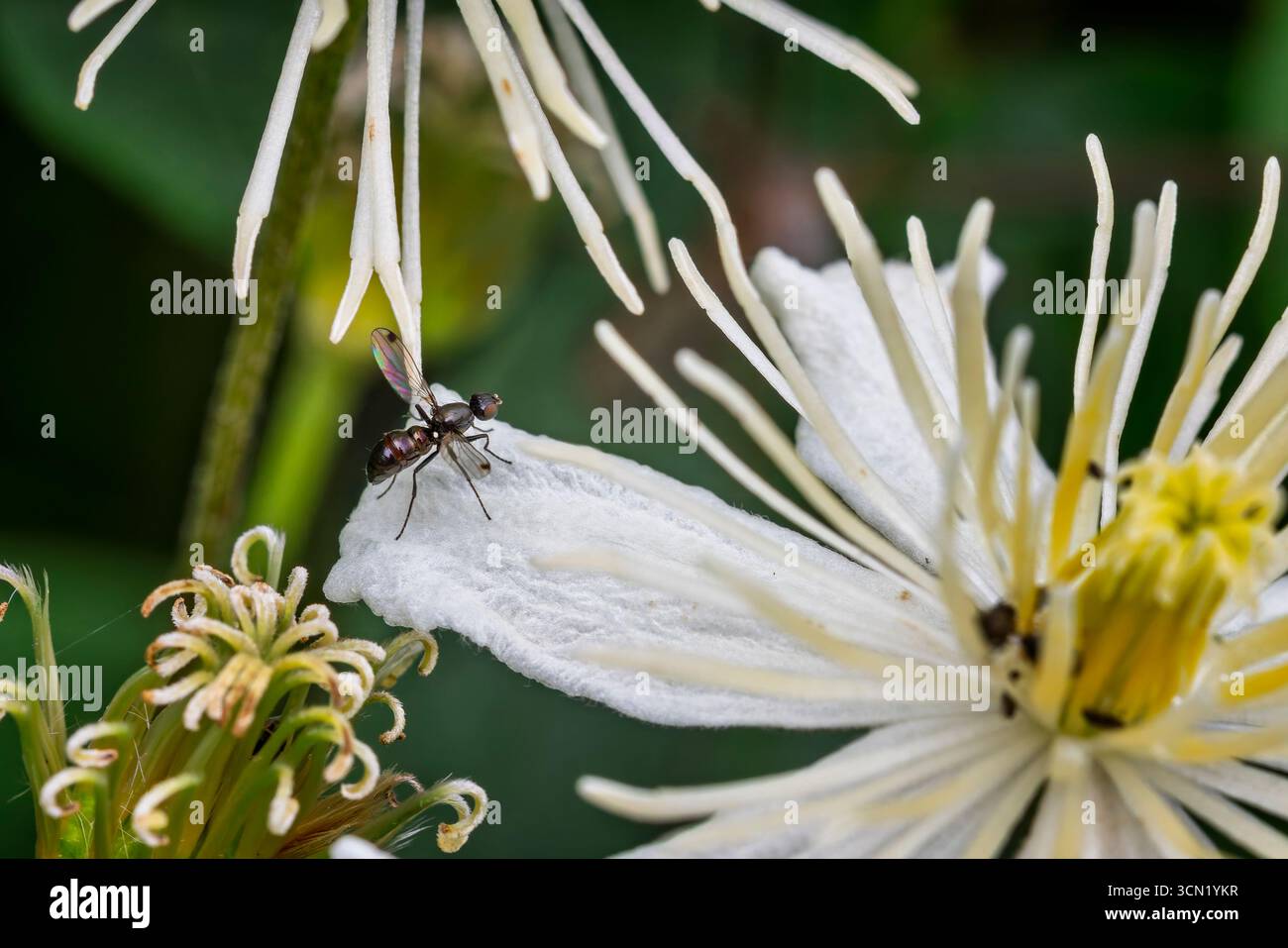 Mosca minuscola con ali irridescenti arroccate su petali bianchi di clemetis. Foto Stock