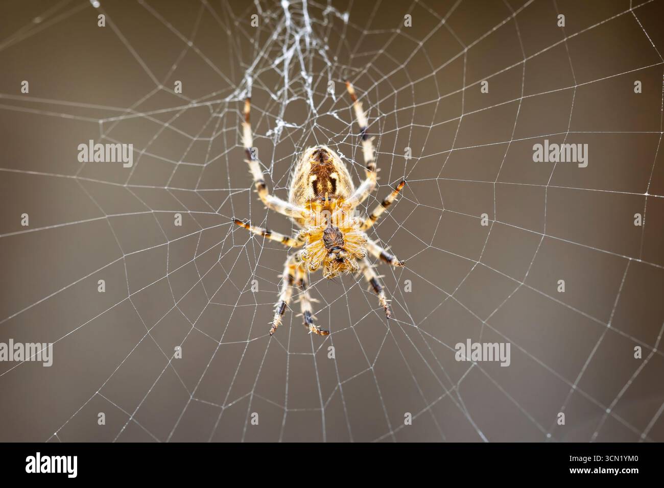 Primo piano di un ragno marrone e bianco al centro della rete Foto Stock