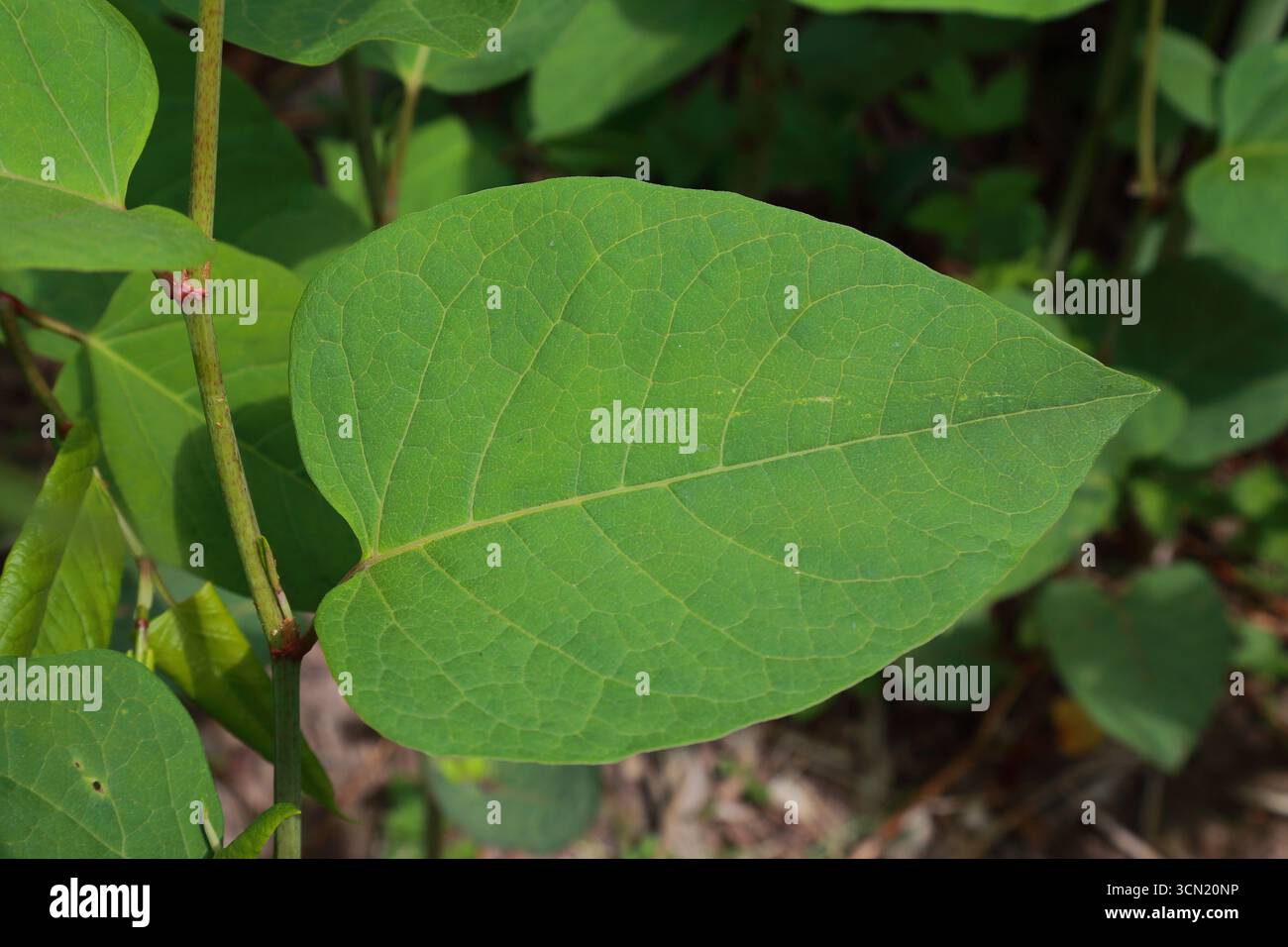 Foglia matura della specie invasiva Fallopia japonica che mostra struttura reticolare della venazione Foto Stock