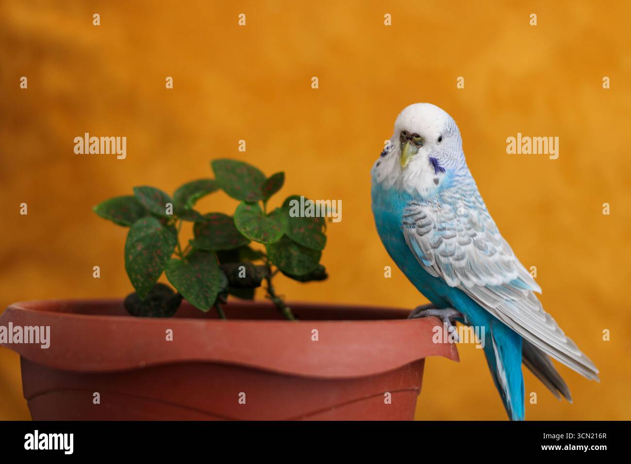 Budgerigar blu seduto su una pentola accanto a foglie verdi, primo piano di uccelli colorati, paracadutismo domestico con piume vivaci. Foto Stock