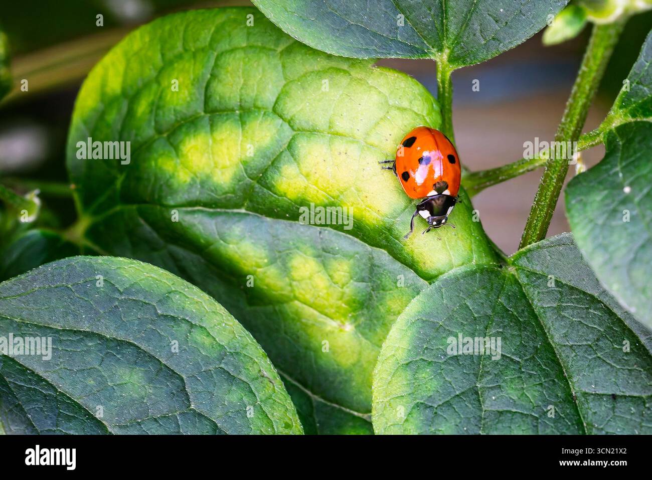 Primo piano di un ladybird rosso maculato che strizza su una foglia verde Foto Stock