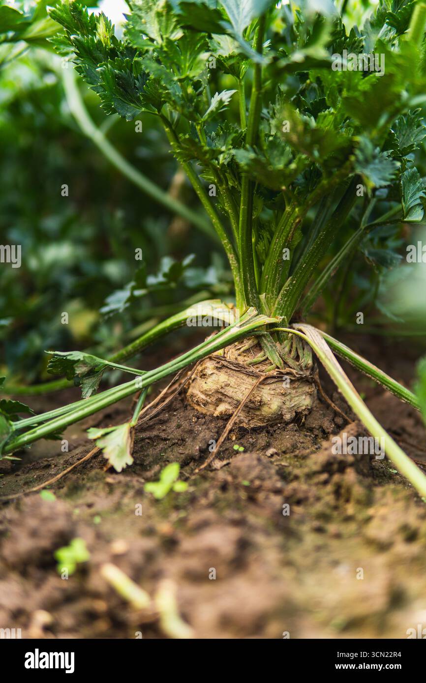 primo piano di sedano che cresce nel terreno Foto Stock