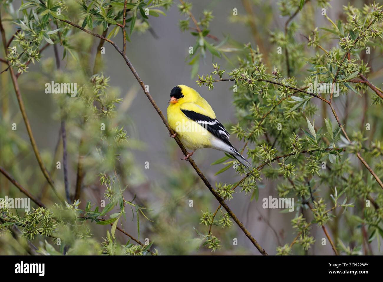 goldfinch americano maschio in una mattina di maggio nel Wisconsin settentrionale. Foto Stock