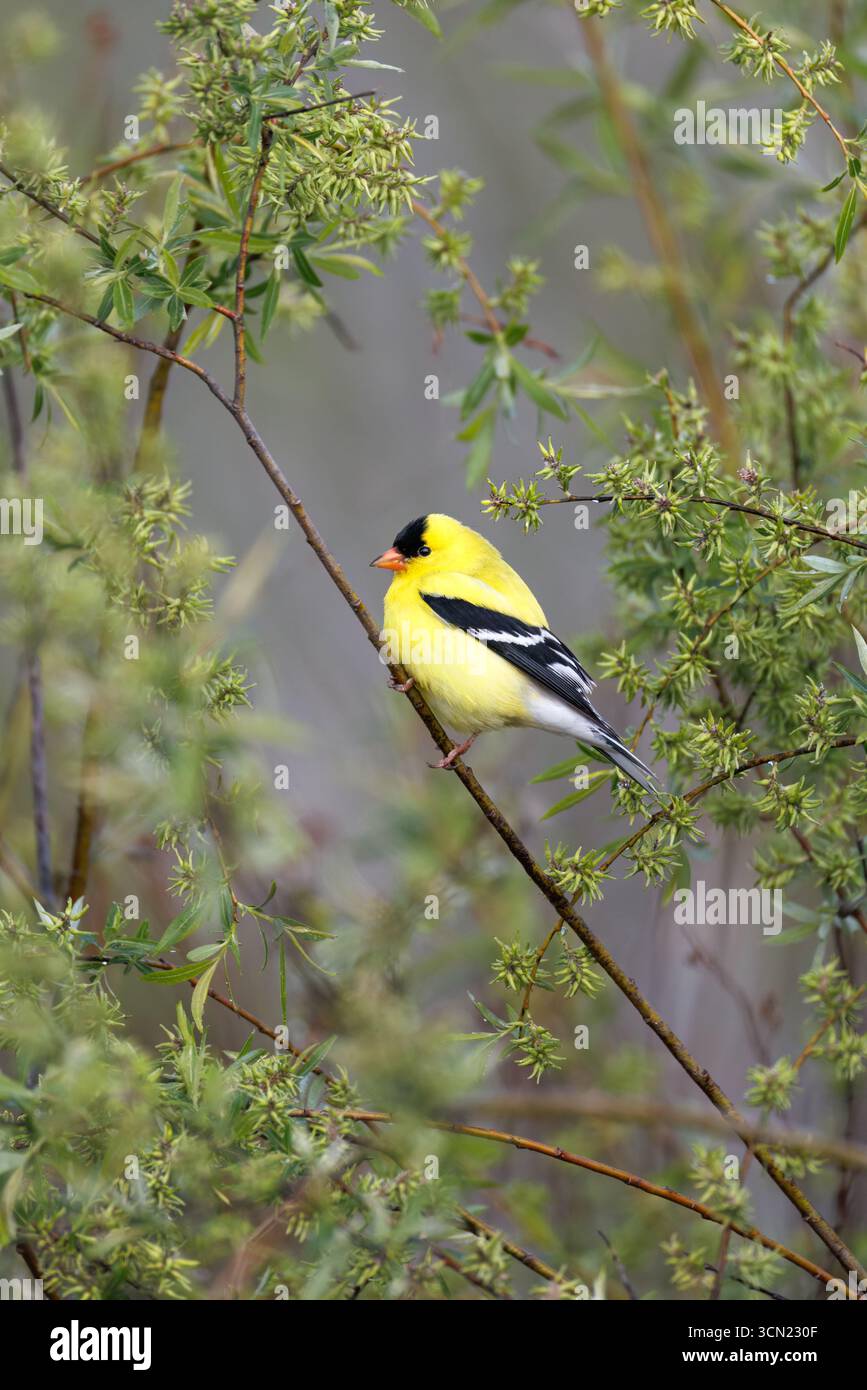 goldfinch americano maschio in una mattina di maggio nel Wisconsin settentrionale. Foto Stock