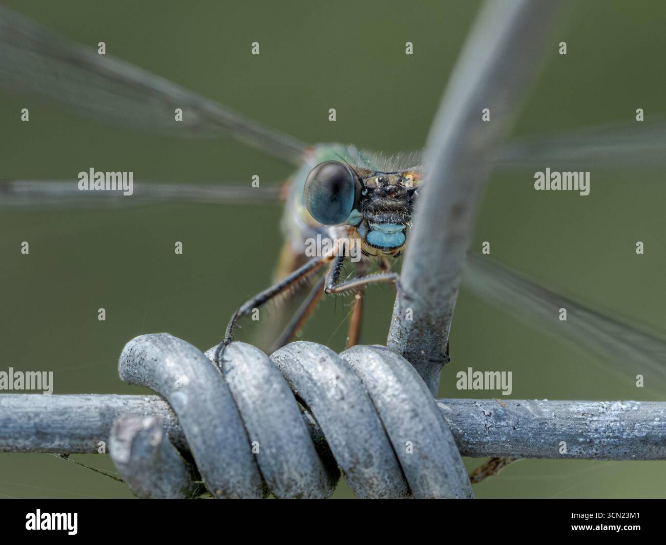 Primo piano macro di libellula appollaiata su filo metallico con sfondo verde Foto Stock