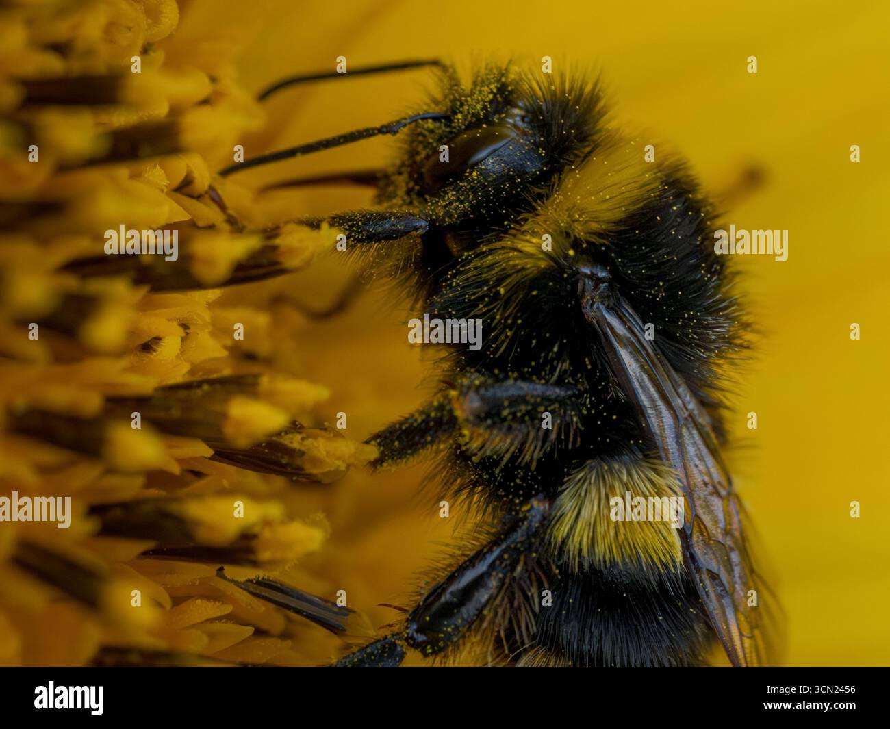 Primo piano macro di un'ape sul ramo vegetale con marcature gialle dettagliate con polline Foto Stock