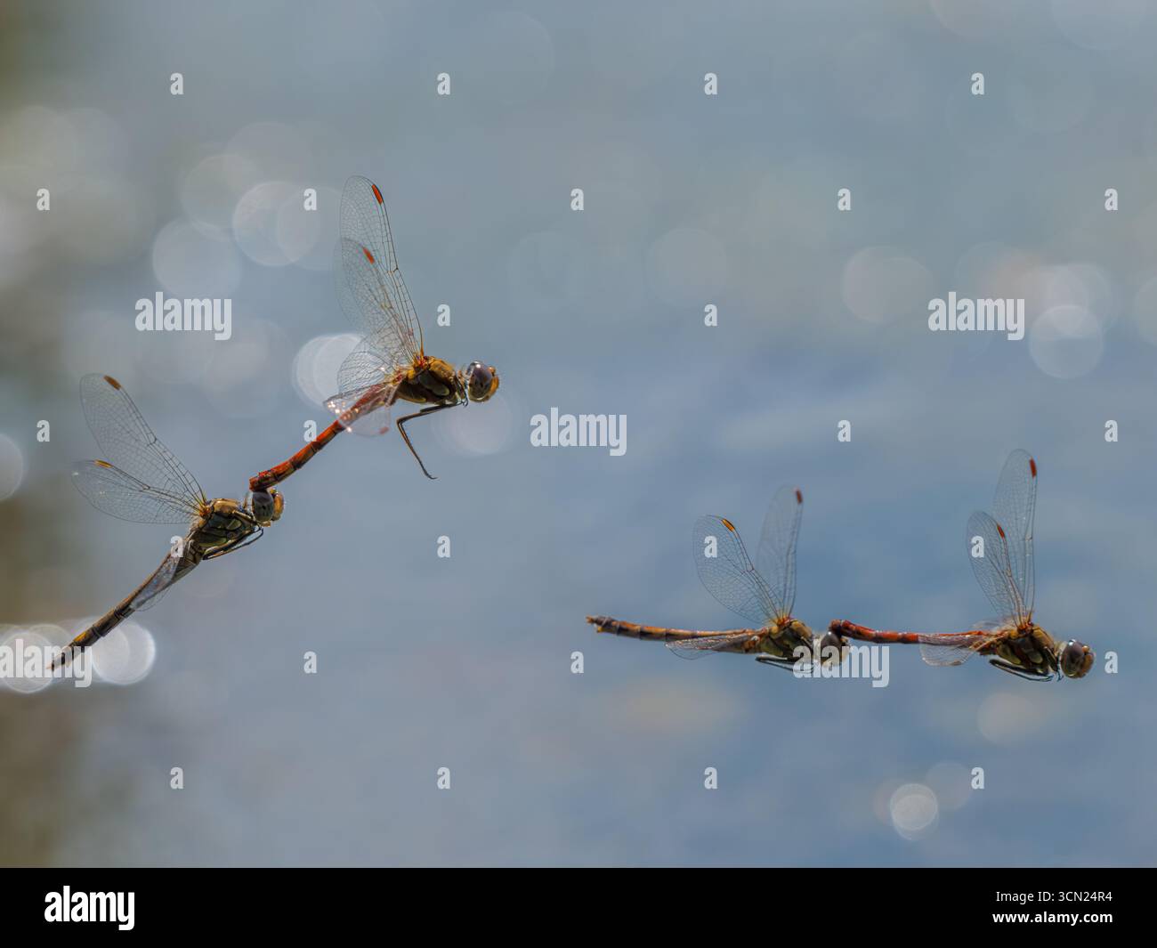 Primo piano macro di libellula in volo con ali trasparenti - Foto Stock
