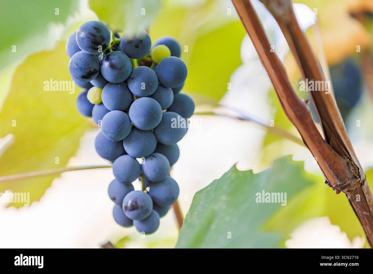 Grappolo di uva blu nel giardino dei vigneti in primo piano. Uve fresche da vigneto alla luce naturale, che rappresentano la vendemmia stagionale e un'agricoltura sana. Foto Stock