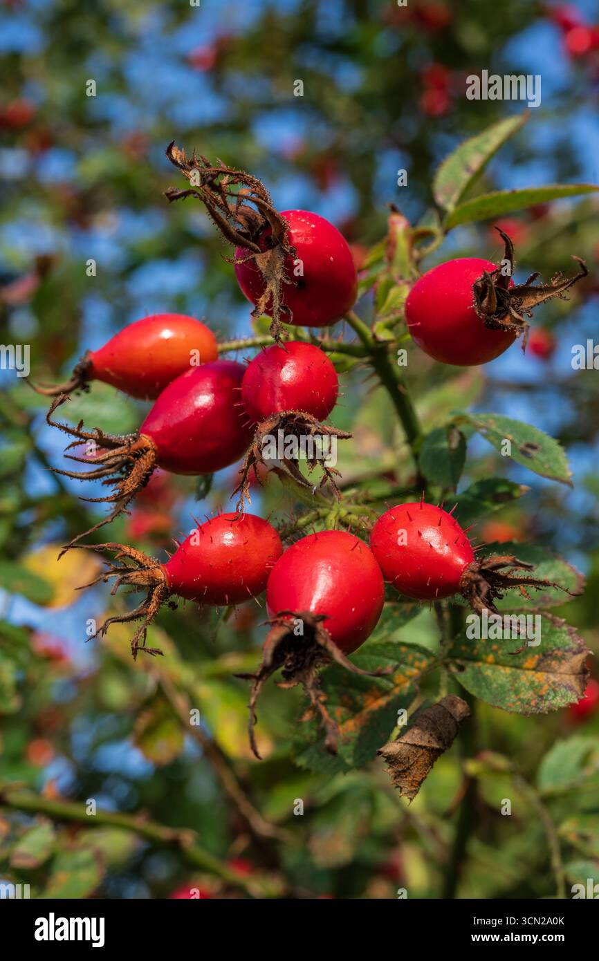 Rosehip Fruits all'inizio dell'autunno Foto Stock