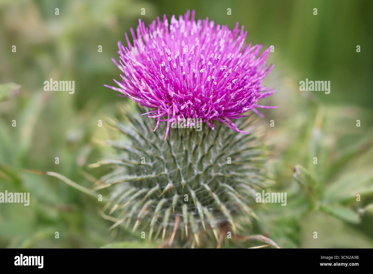 Chiuda Su Del Fiore Scozzese Del Cardo Selvatico Immagine Stock