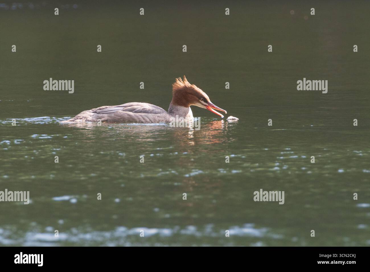 Merganser comune (Mergus merganser), probabilmente un giovane, che nuota nel lago artificiale di Butt Valley, Plumas County, California, afferrando una piuma sull'acqua Foto Stock