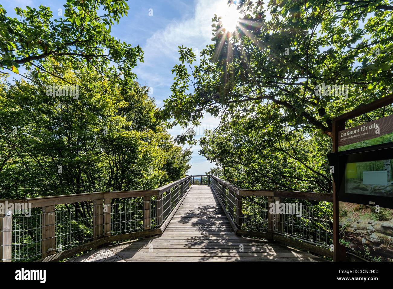 Percorso a baldacchino nel parco naturale Panarbora di Waldbröl, Germania Foto Stock