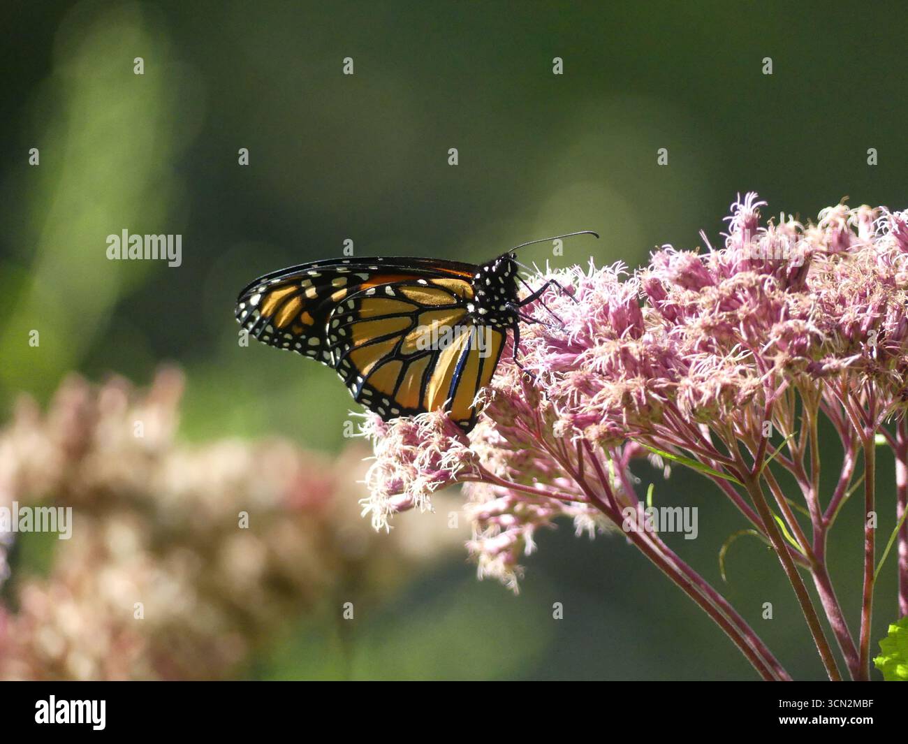 Una farfalla monarca (Danaus plexippus) che riposa su grappoli rosa di Joe-Pye weed (Eutrochium purpureum) in un giardino di settembre Foto Stock
