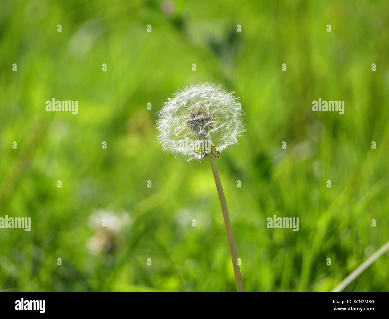Una singola testa di seme di tarassaco bianco e soffice (Taraxacum officinale) su uno sfondo verde vivace e sfocato Foto Stock