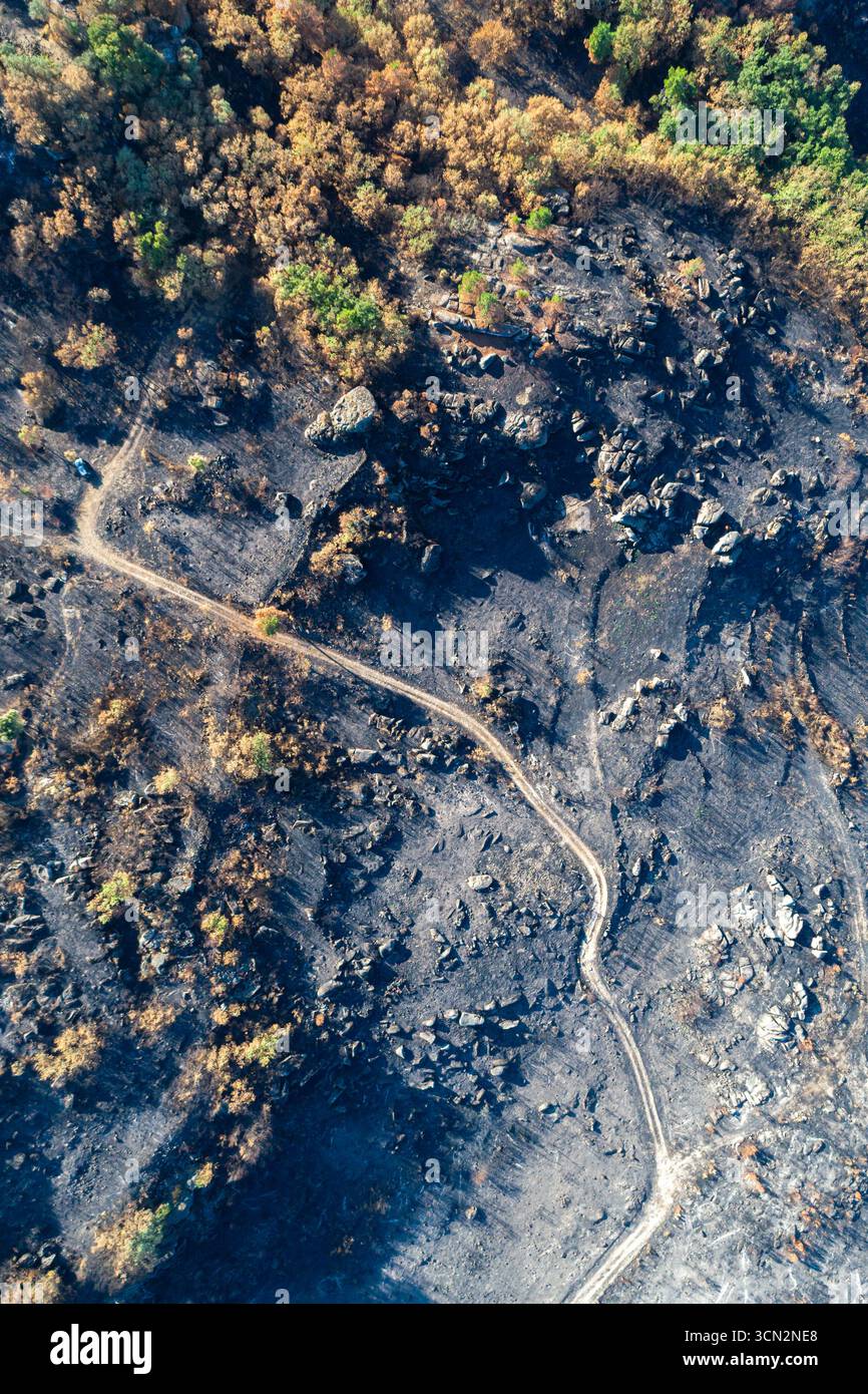 Il bel e triste contrasto tra vita e morte dopo un incendio boschivo la resilienza della natura Foto Stock
