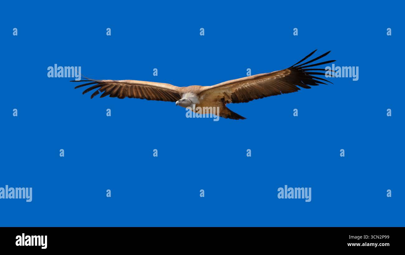 Primo piano di un avvoltoio griffon volante (Gyps fulvus), minimalismo, spazio copia, sfondo blu, 16:9 Foto Stock