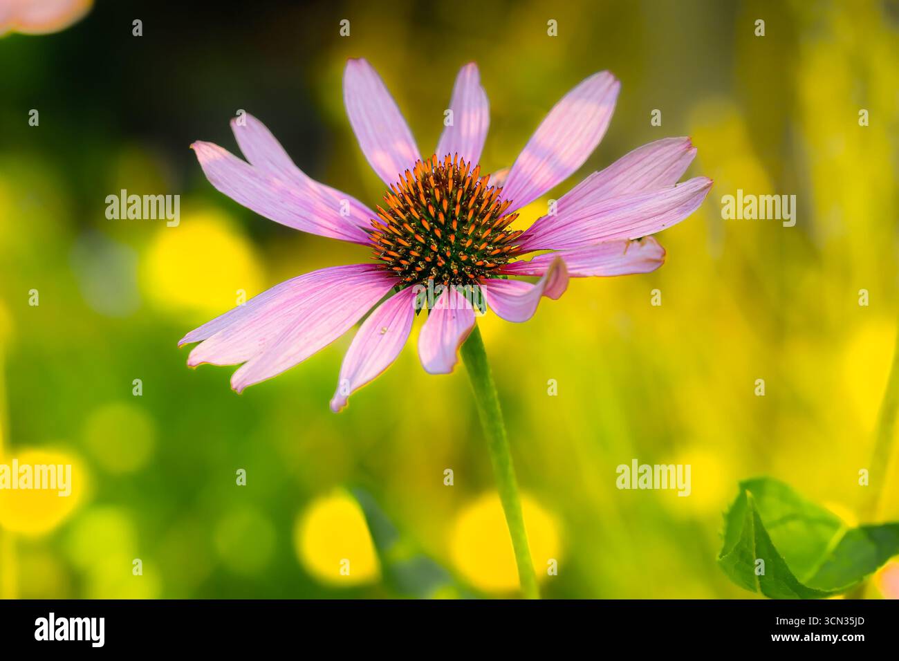 Echinacea purpurea, coneflower viola, wildflower, rosa, fiore Foto Stock