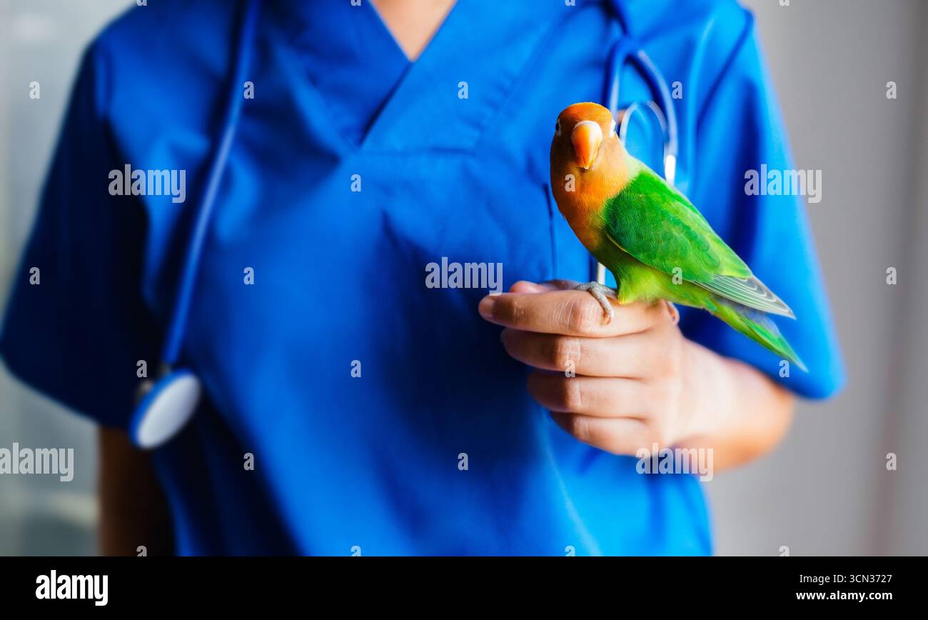 Veterinario che tiene pappagallo di uccello di lovebird presso la clinica animale - salute degli animali domestici e cura degli uccelli esotici Foto Stock