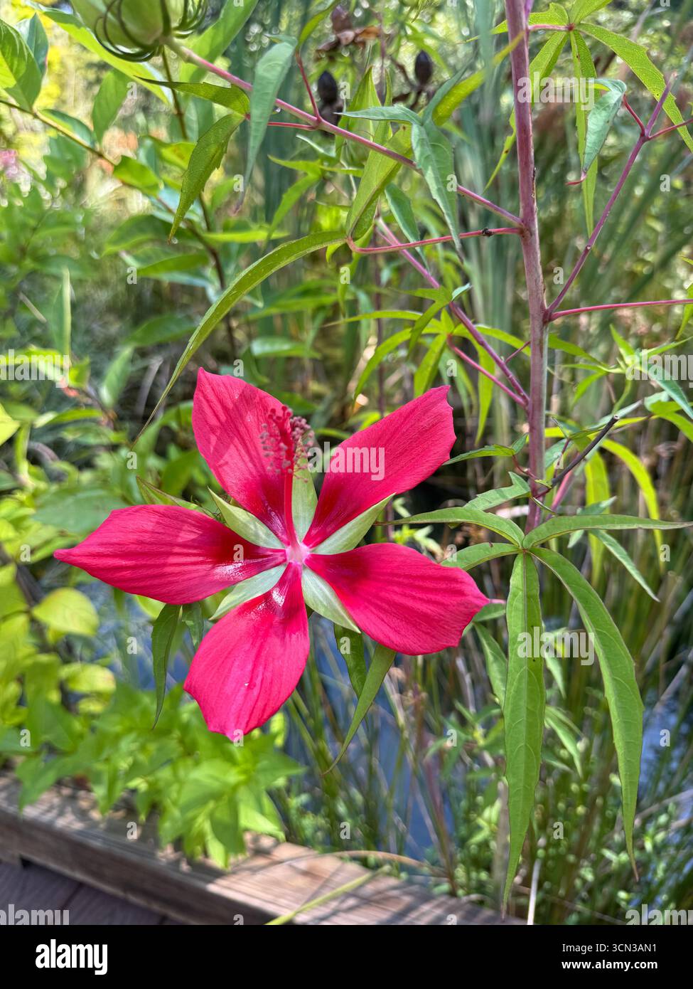 Primo piano di uno Scarlet Hibiscus - Immagine stock catturata con smartphone