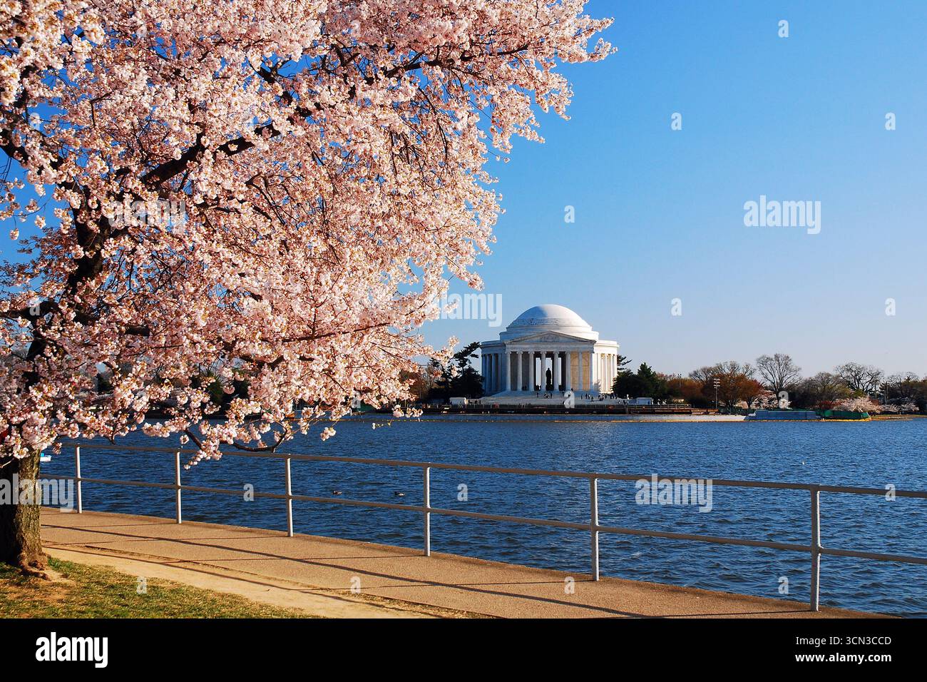 I fiori di ciliegio circondano il Jefferson Memorial in Una giornata di primavera soleggiata a Washington DC Foto Stock