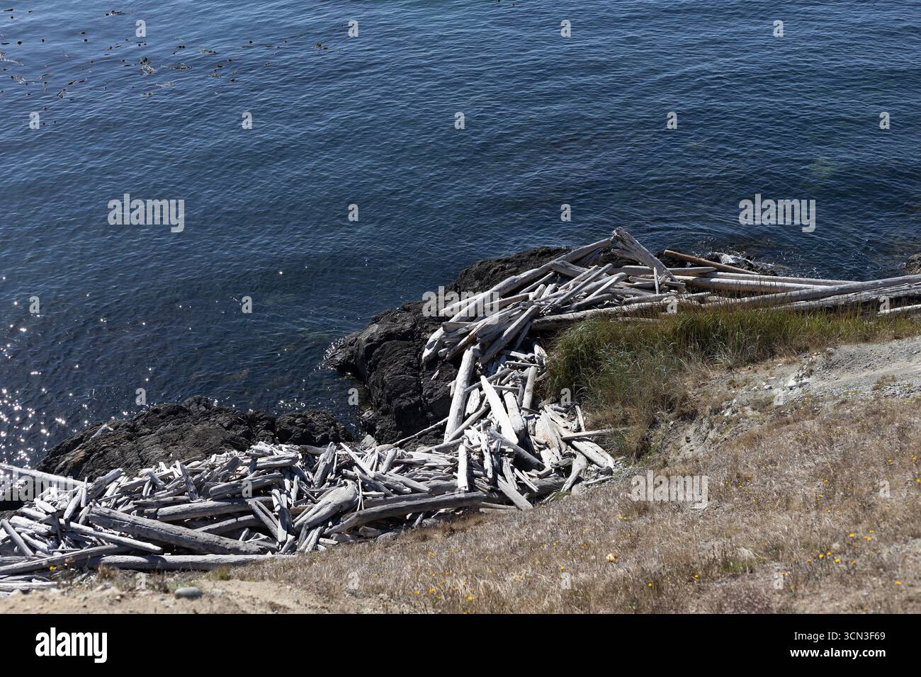 Grandi cumuli di sbiancati e bianchi si trovano a South Beach sull'isola di San Juan nello stato di Washington, Stati Uniti. Foto Stock