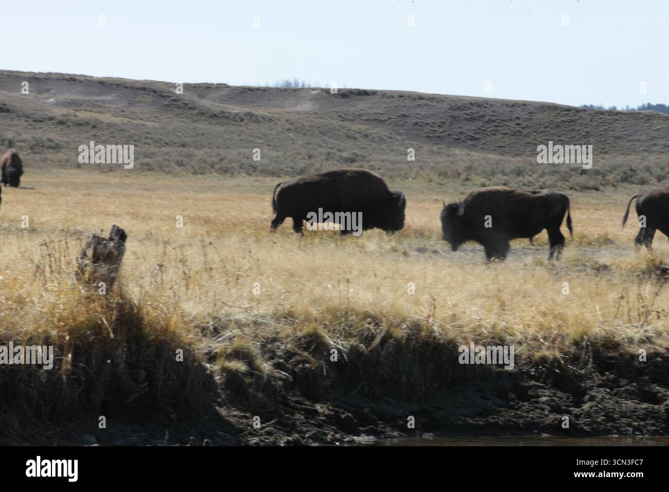 Tra erbe dorate e colline ondulate, il possente bisonte si erge orgoglioso e selvaggio, incarnando lo spirito selvaggio delle pianure sotto il cielo infinito Foto Stock