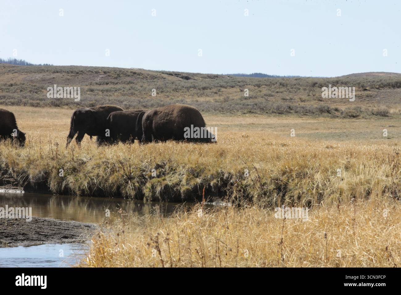 Tra erbe dorate e colline ondulate, il possente bisonte si erge orgoglioso e selvaggio, incarnando lo spirito selvaggio delle pianure sotto il cielo infinito Foto Stock
