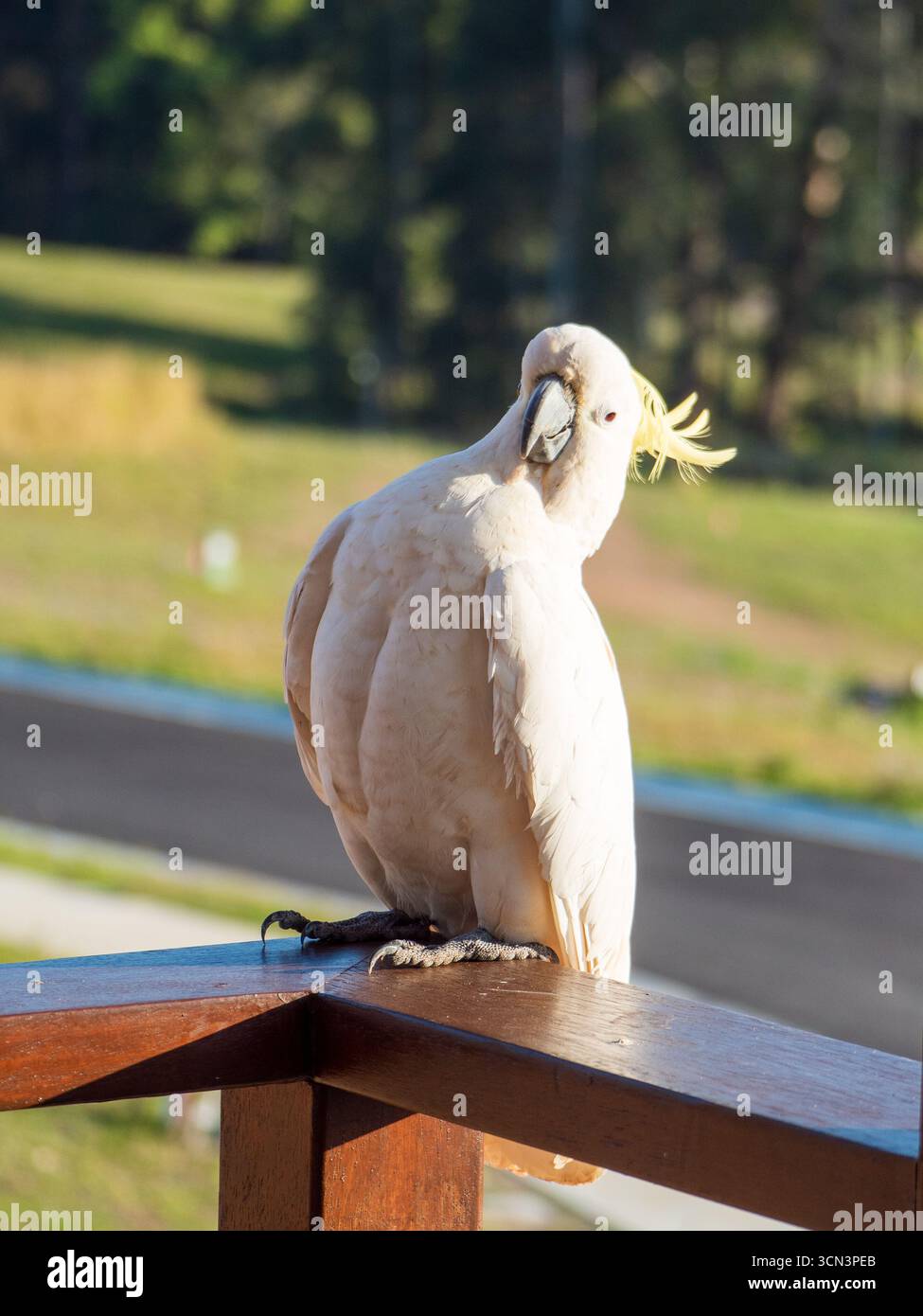 Cockatoo appoggiato la testa all'indietro Foto Stock