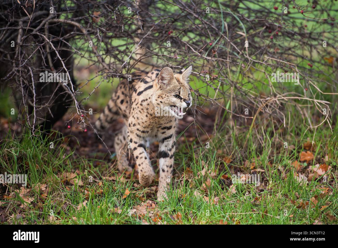Gatto servale che si muove attraverso l'erba e i rami con la bocca aperta mostrando i denti Foto Stock