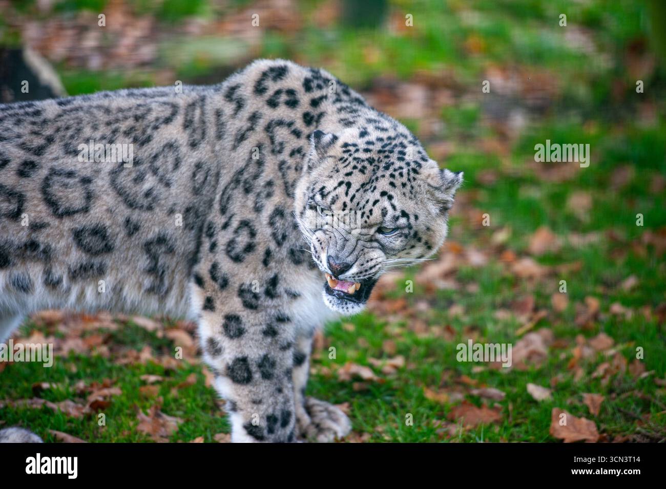 Leopardo delle nevi che mostra i denti con un'espressione strabiliante Foto Stock