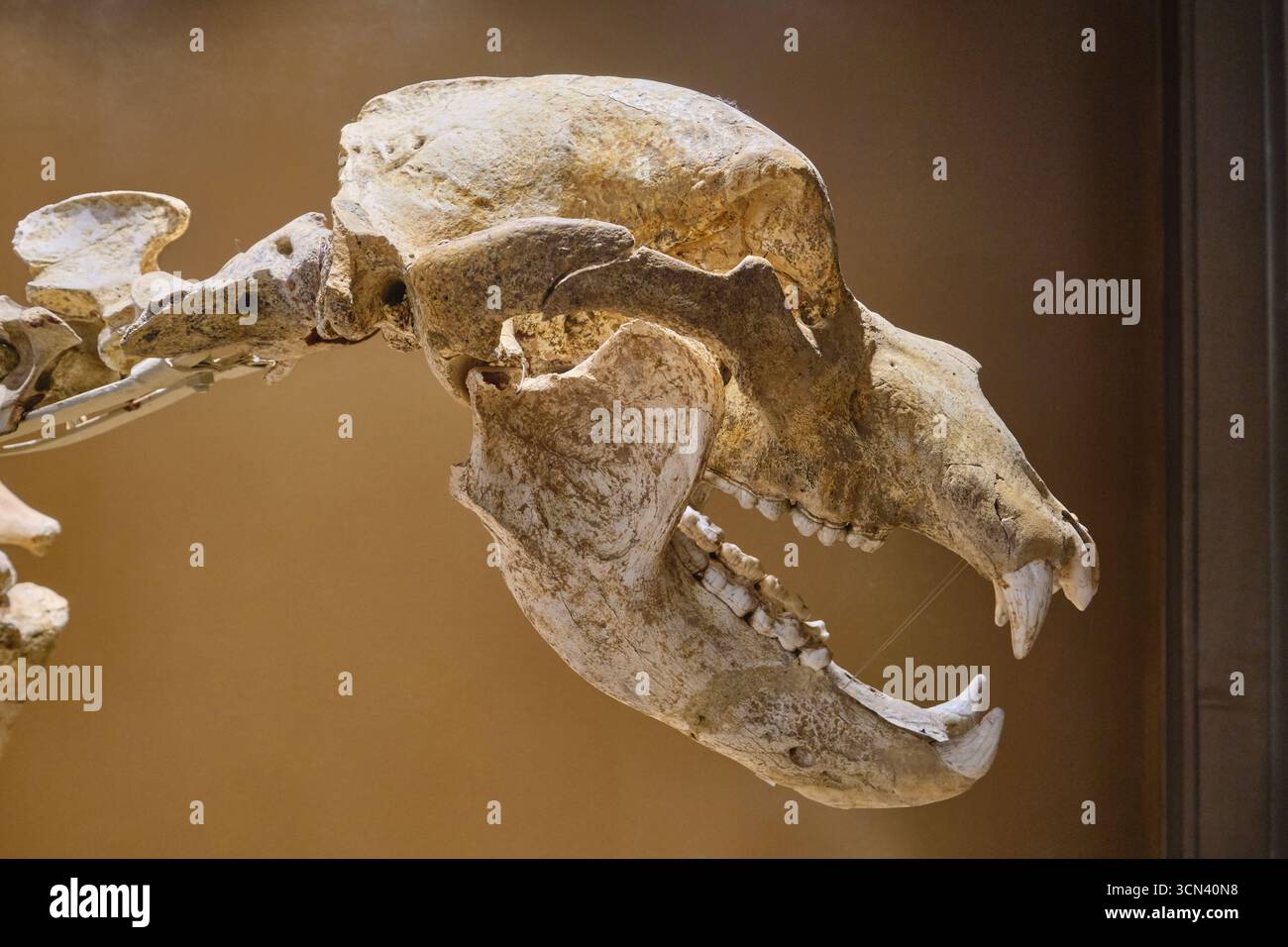 Cranio, ossa dell'antico, antico orso bruno autoctono della grotta, proveniente dalla regione locale. Al Museo Archeologico di finale a Finalborgo, Liguria. Foto Stock