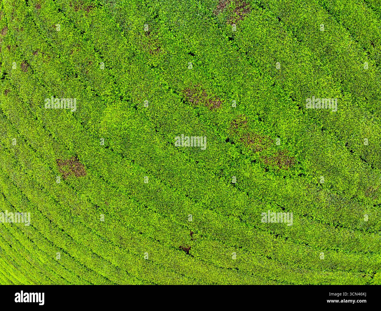 Vista ad alto angolo file di piantagione di tè crescente sulle montagne di Long Coc, provincia di Phu Tho, struttura di foglie di tè verde nel nord del Vietnam Foto Stock