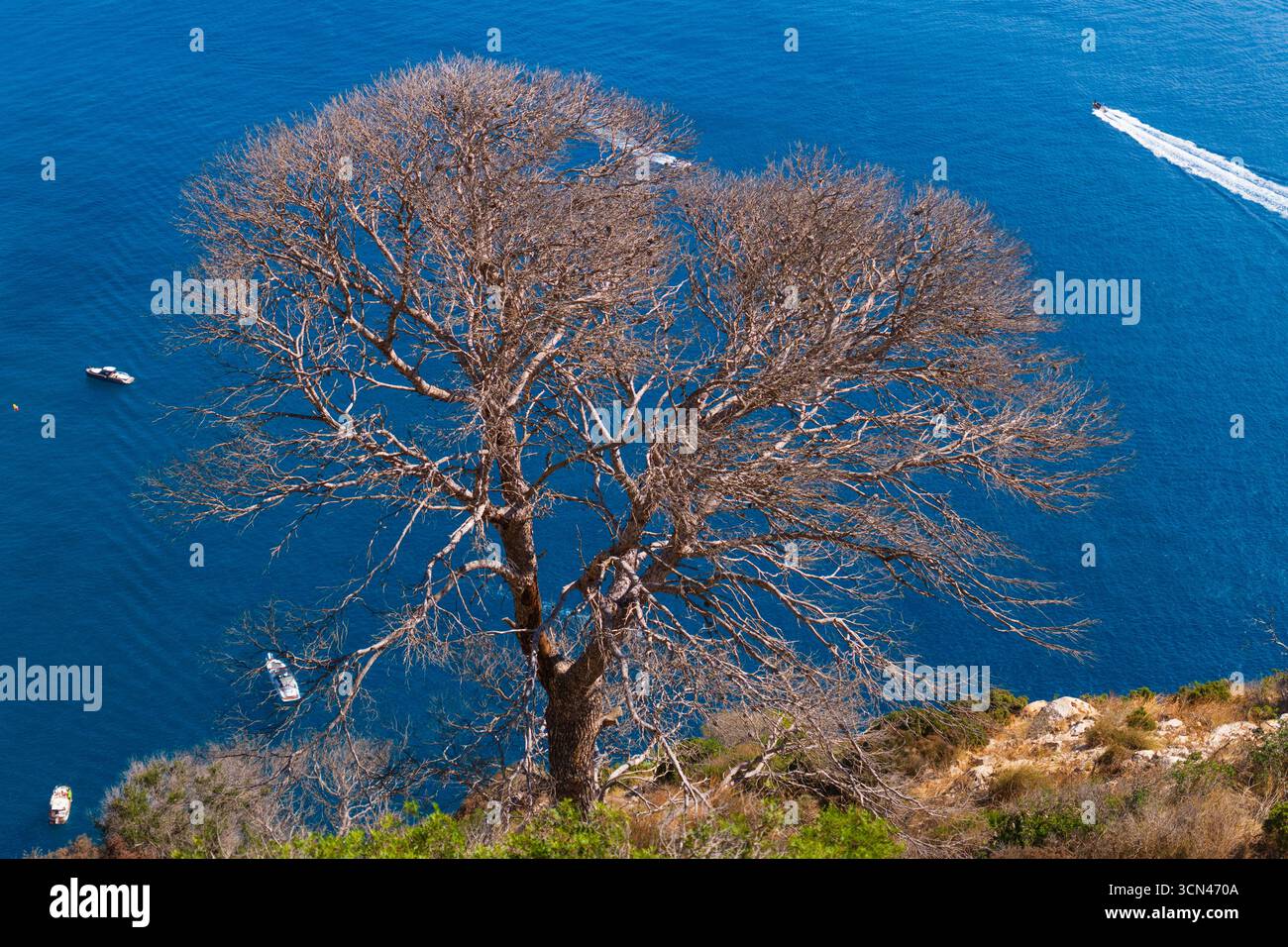 Composizione del paesaggio, albero in primo piano, sullo sfondo mare blu calmo, senso di calma Foto Stock