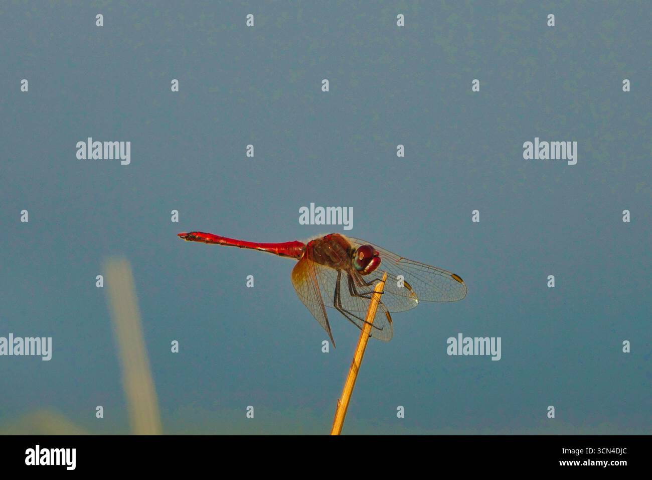 Scarlet Darter dragonfly appoggiata su un bastone con sfondo semplice Foto Stock