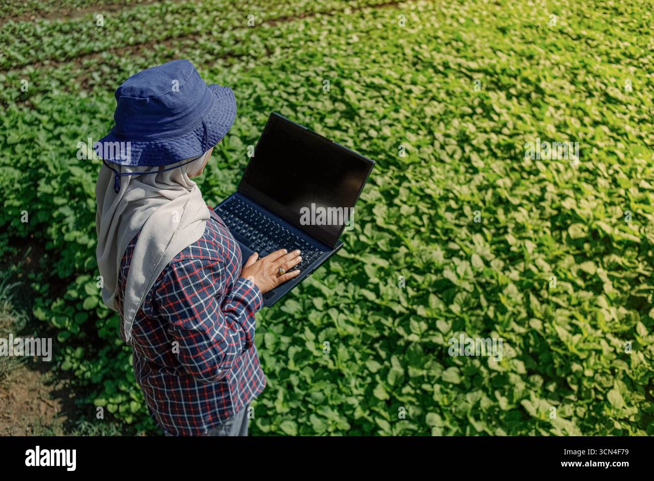 Le femmine agricole utilizzano i computer portatili per tenere traccia dei dati sulle colture o delle metriche agricole nelle loro piantagioni. Foto Stock