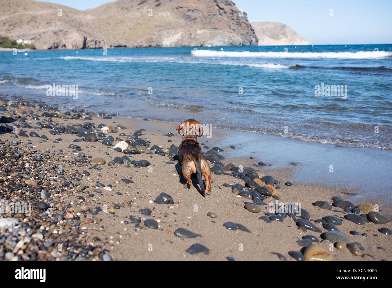 Sulla spiaggia sorge un piccolo dachshund che guarda al mare. Foto Stock