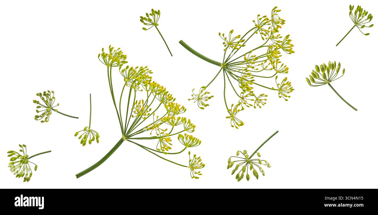 Fiori di aneto e gambi cadenti isolati su sfondo bianco, profondità di campo completa Foto Stock