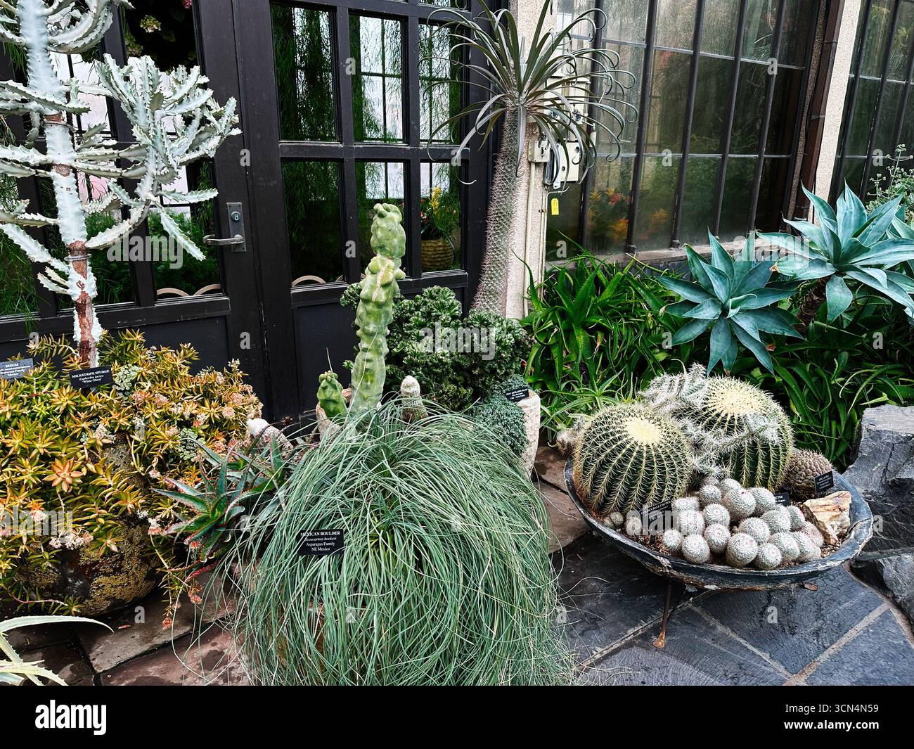 Kennett Square, Pennsylvania, USA - 15 aprile 2025: Varietà di cactus in vaso e succulente esposti nella serra dei Longwood Gardens. Foto Stock