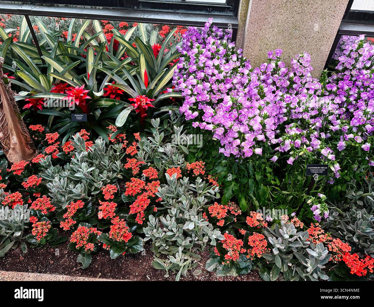 Kennett Square, Pennsylvania, Stati Uniti - 15 aprile 2025: Un'incantevole composizione floreale con vivaci tonalità di rosso, viola e verde. Foto Stock