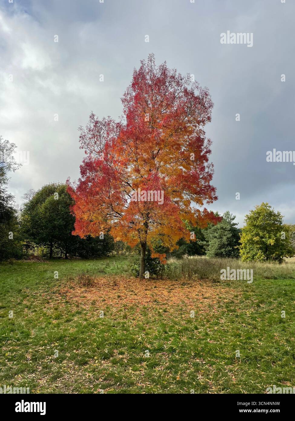 Frassino in autunno con foglie rosse e arancioni - Immagine stock catturata con smartphone