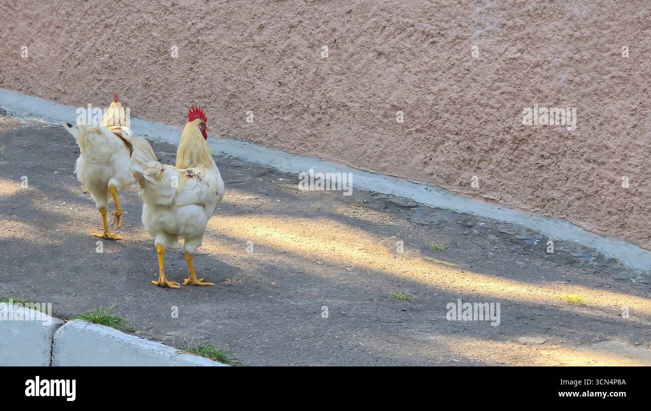 Due galli camminano sull'asfalto nei confini della città. Sono animali domestici. Animali fuggiti Foto Stock