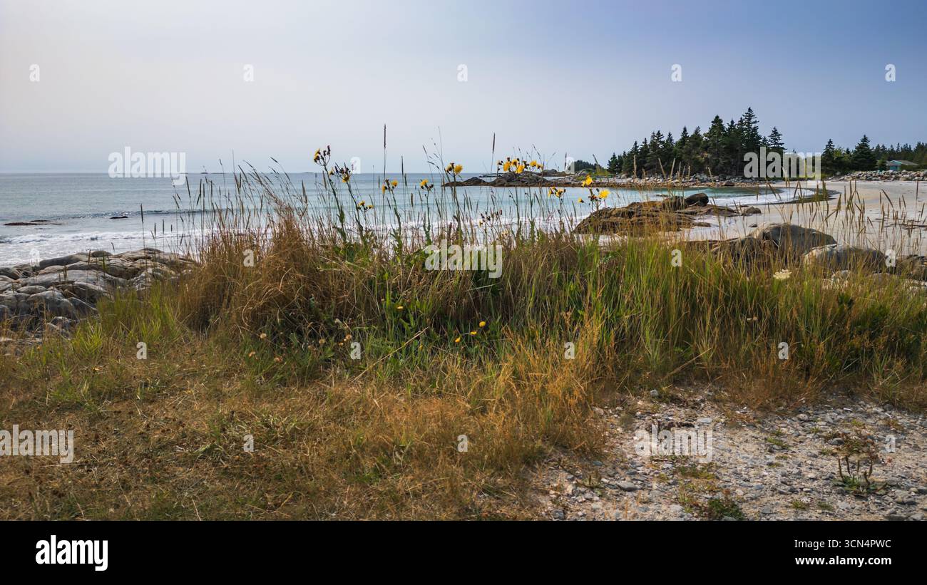 Fiori selvatici gialli e erba che si affacciano sulla spiaggia sabbiosa con alberi Foto Stock