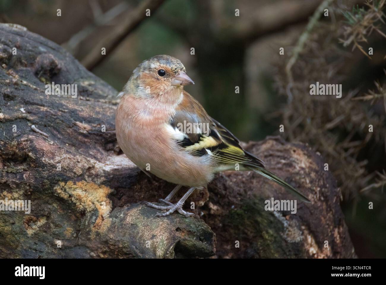 Primo piano di uno zaffinch maschio, Fringilla coelebs, mentre poggia in un ambiente naturale su un vecchio tronco Foto Stock