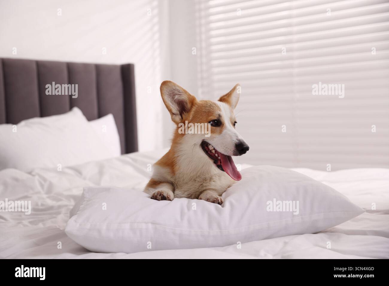 Hotel in cui sono ammessi gli animali domestici. Un cane carino con cuscino sul letto interno Foto Stock