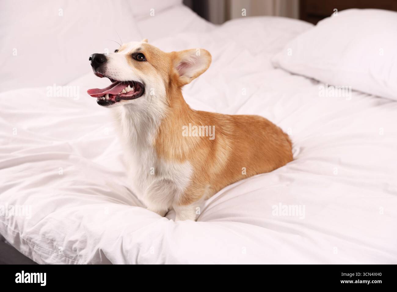 Hotel in cui sono ammessi gli animali domestici. Bel cane seduto sul letto all'interno Foto Stock
