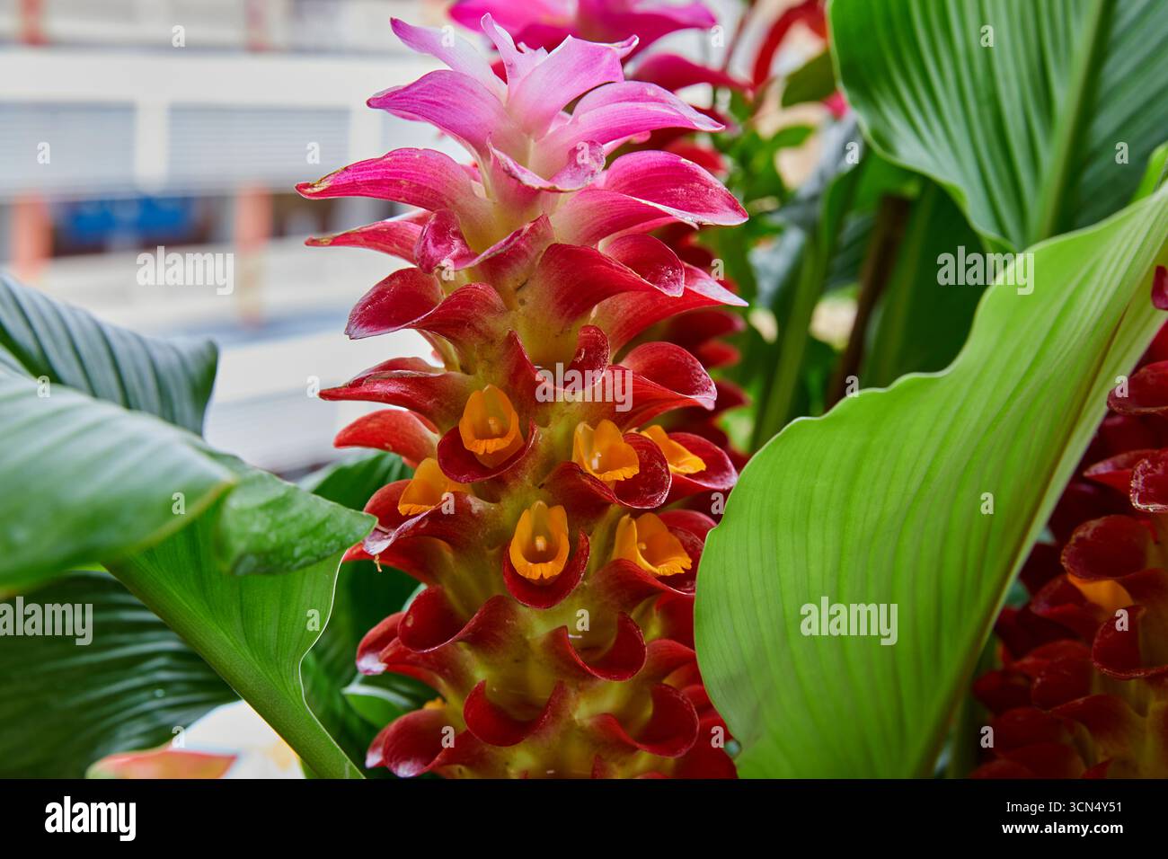 Vista ravvicinata del fiore rosa di tulipani del siam che fiorisce in giardino Foto Stock