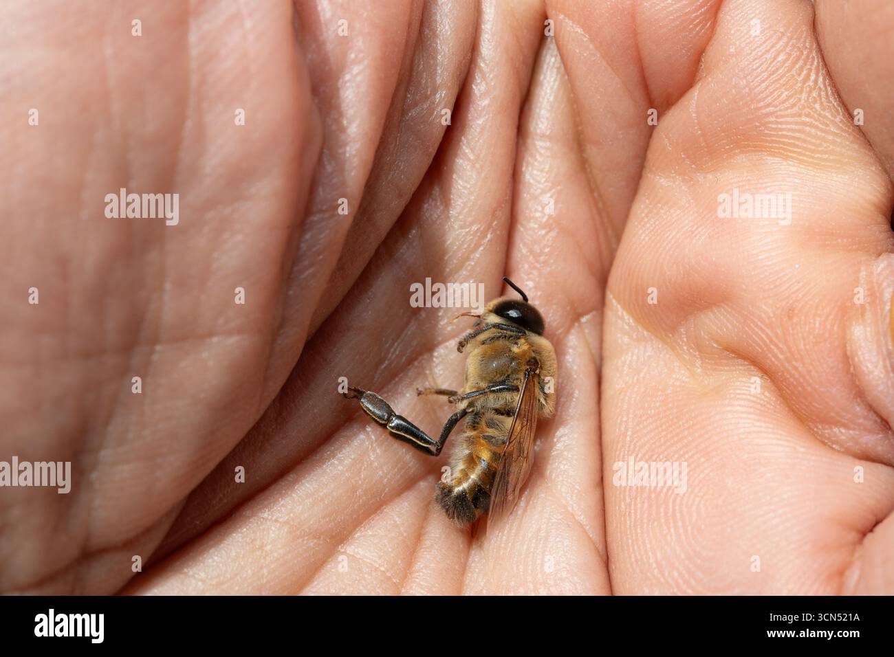 Primo piano di un'ape del miele morta giacente nel palmo della mano di un apicoltore, evidenziando l'impatto del cambiamento climatico sulle popolazioni di api Foto Stock